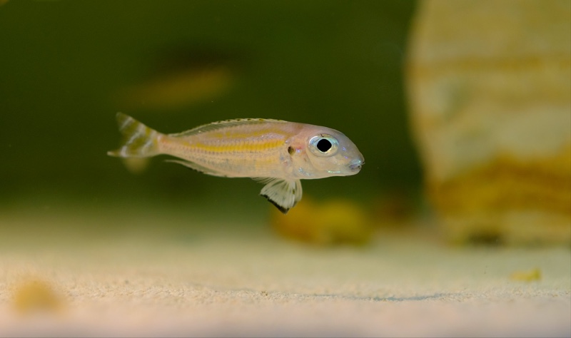 Xenotilapia caudafasciata